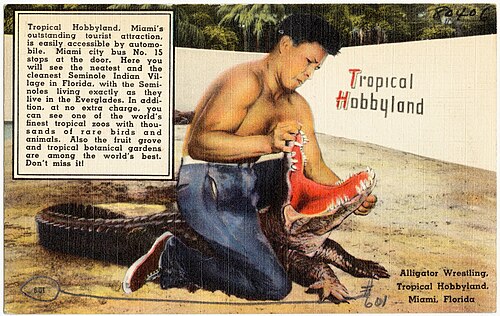 Alligator wrestling