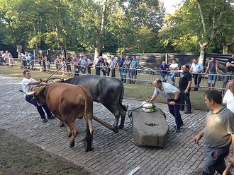 Idi probak
