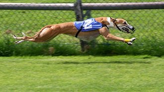 Greyhound racing