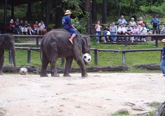 Elephant football
