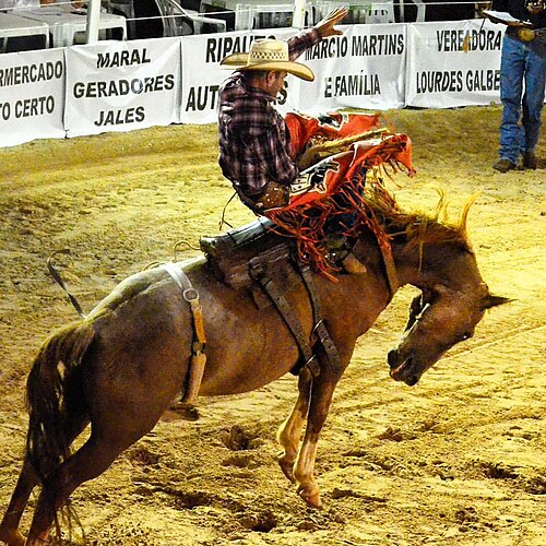 Rodeo