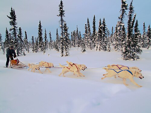 Mushing