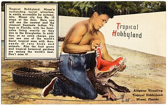 Alligator wrestling