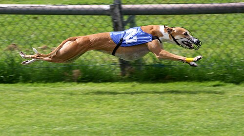 Greyhound racing