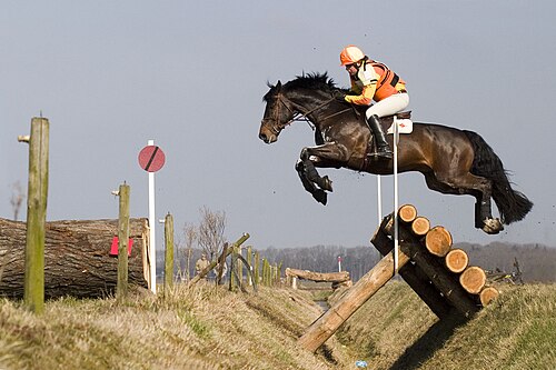 Equestrian sport